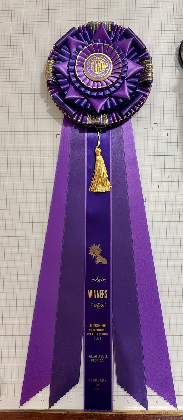 Best of Breed rosette in purple and gold, Sunshine Pembroke Welsh Corgi Club
